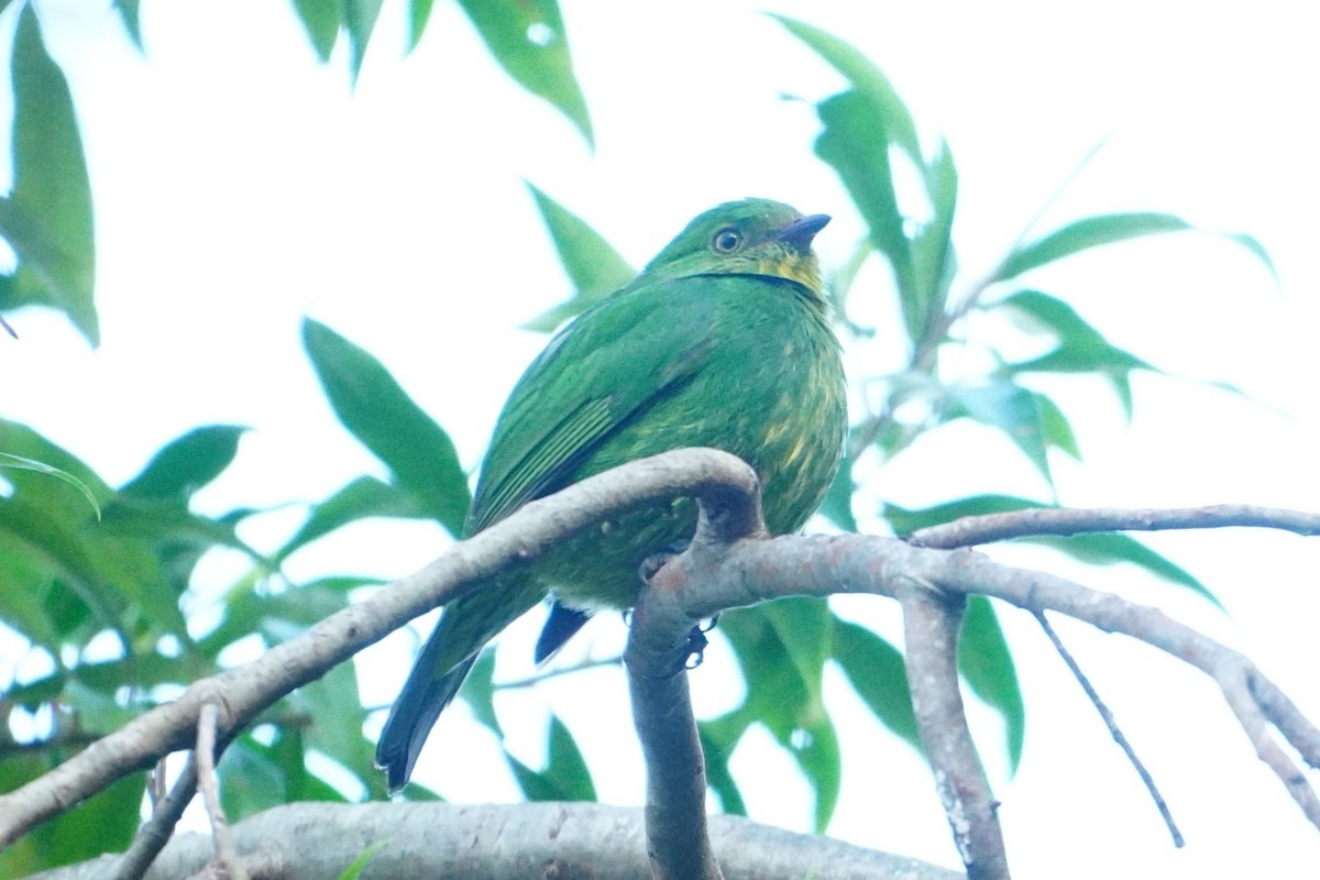 Golden-breasted Fruiteater - ML642795594