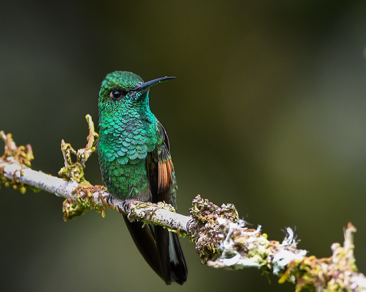 Stripe-tailed Hummingbird - ML642795597