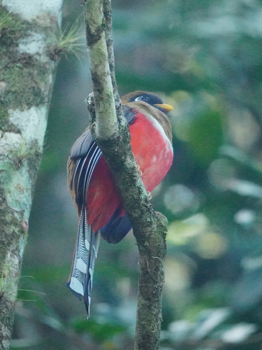 Masked Trogon - ML642795600