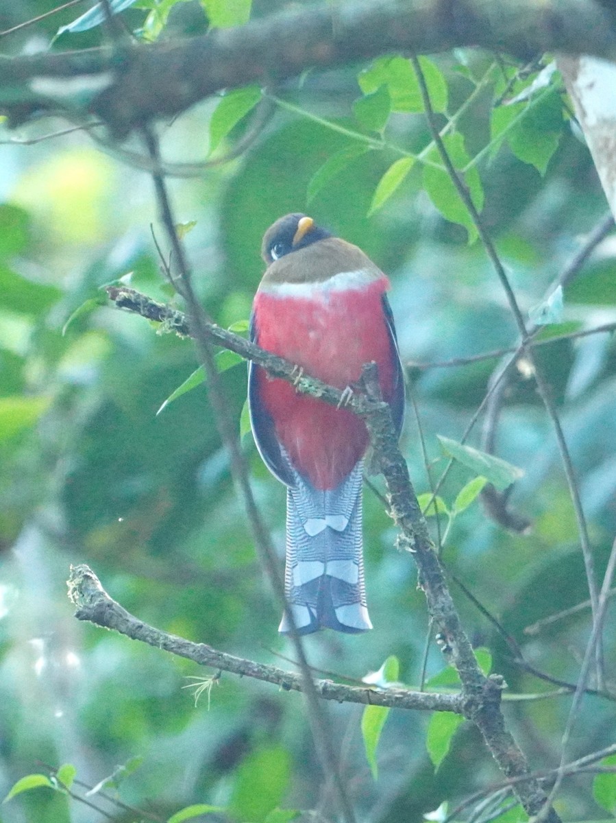 Masked Trogon - ML642795601