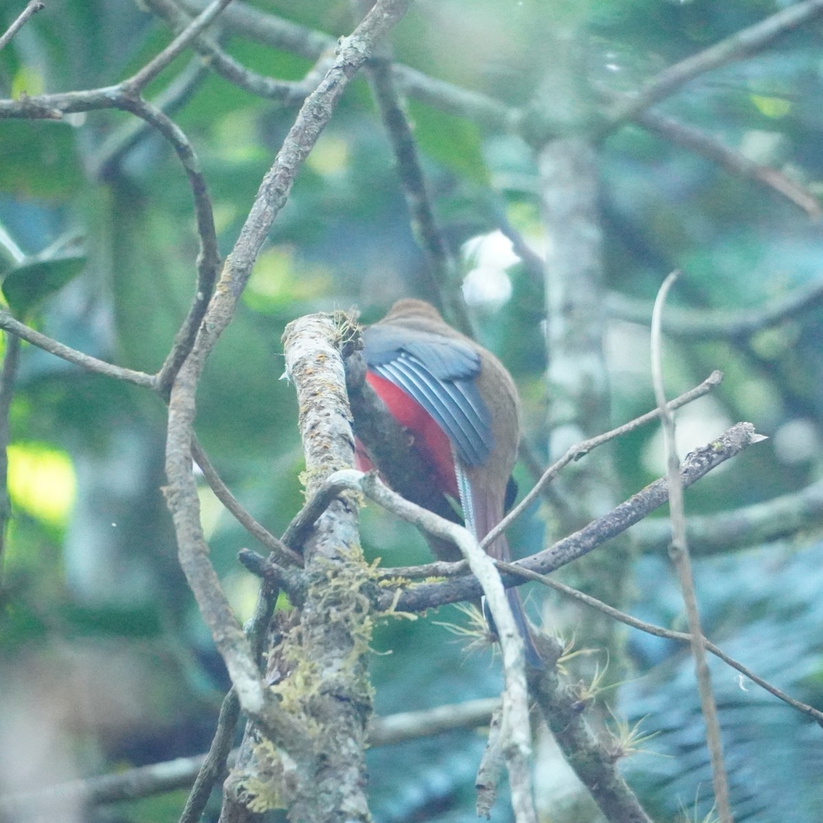 Masked Trogon - ML642795602