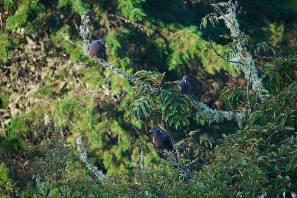 Band-tailed Pigeon - ML642795612