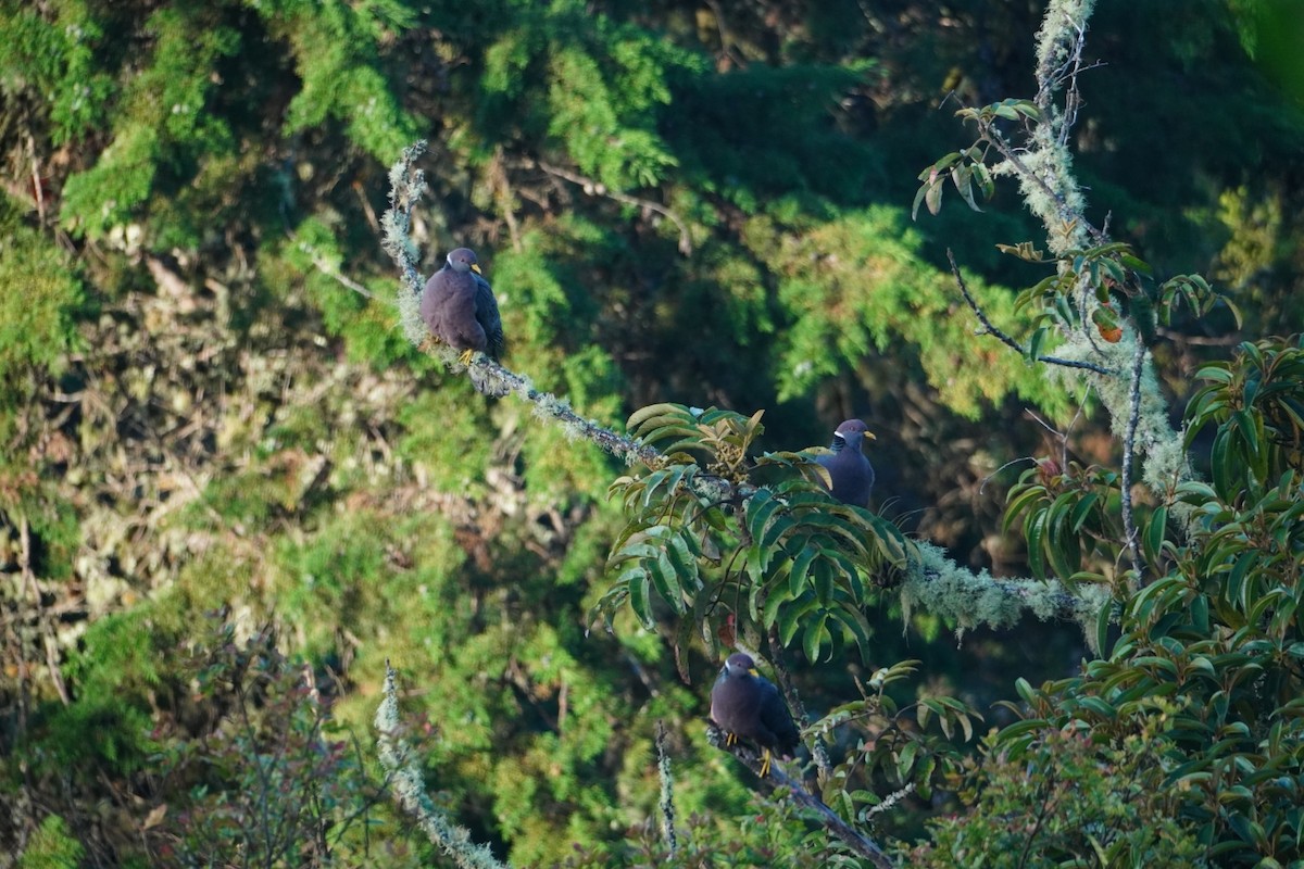 Band-tailed Pigeon - ML642795613