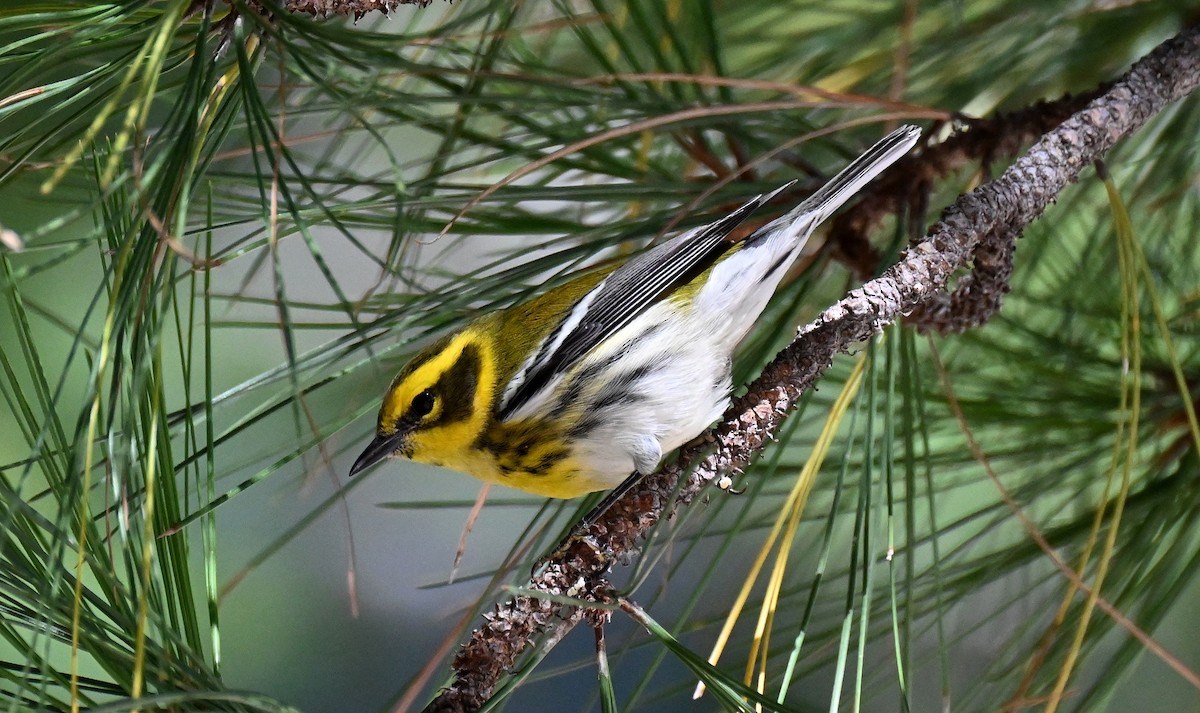 Townsend's Warbler - ML642795614
