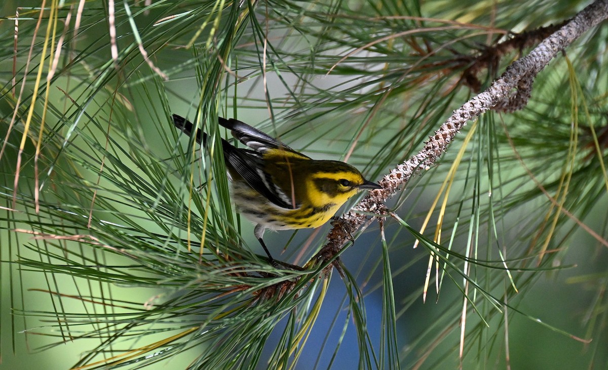 Townsend's Warbler - ML642795615