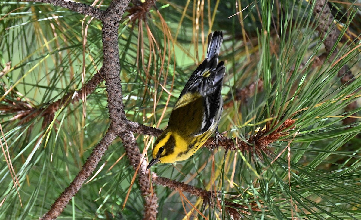 Townsend's Warbler - ML642795616