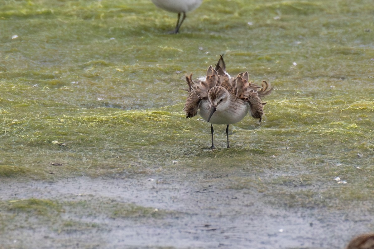 Western Sandpiper - ML642795617