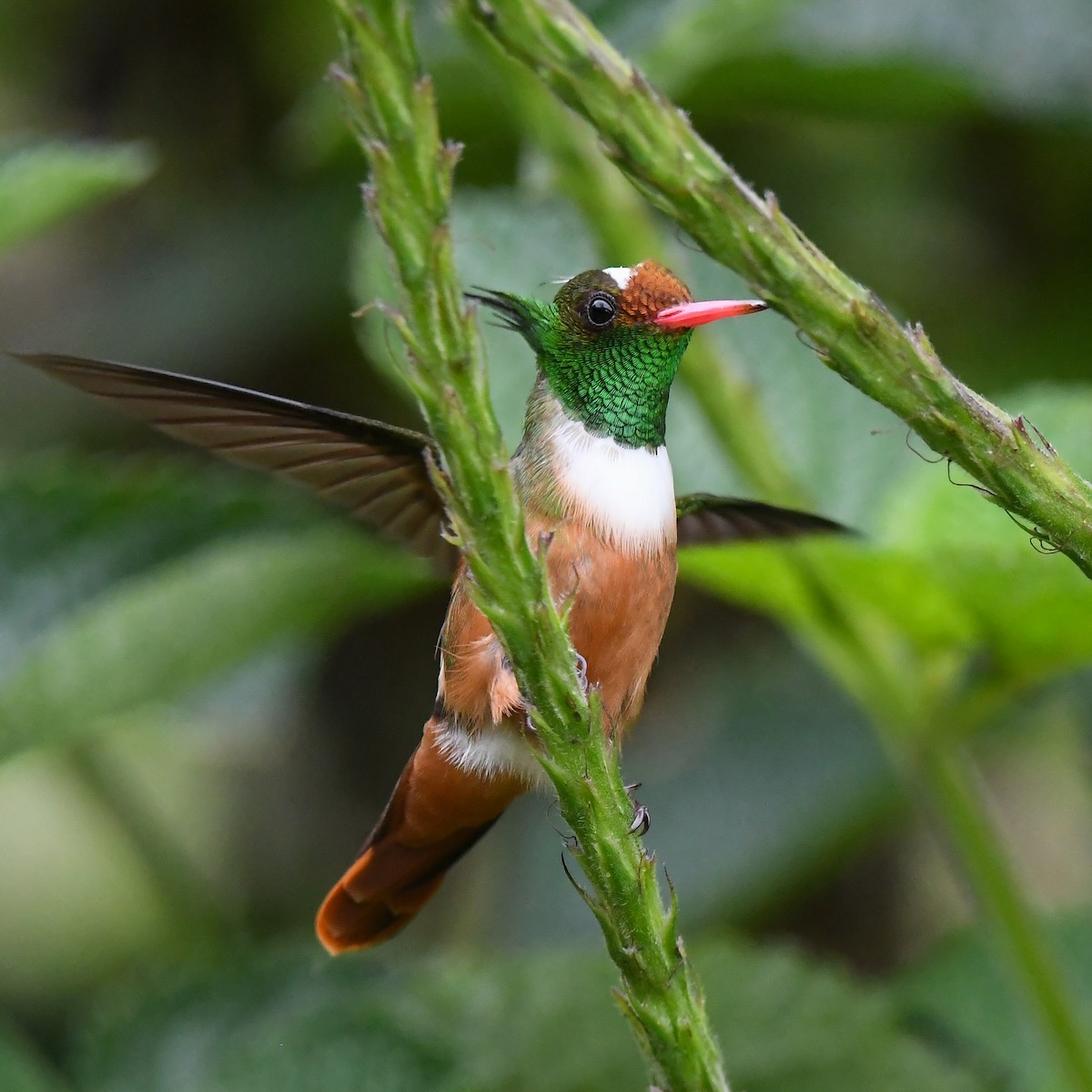 White-crested Coquette - ML642795623