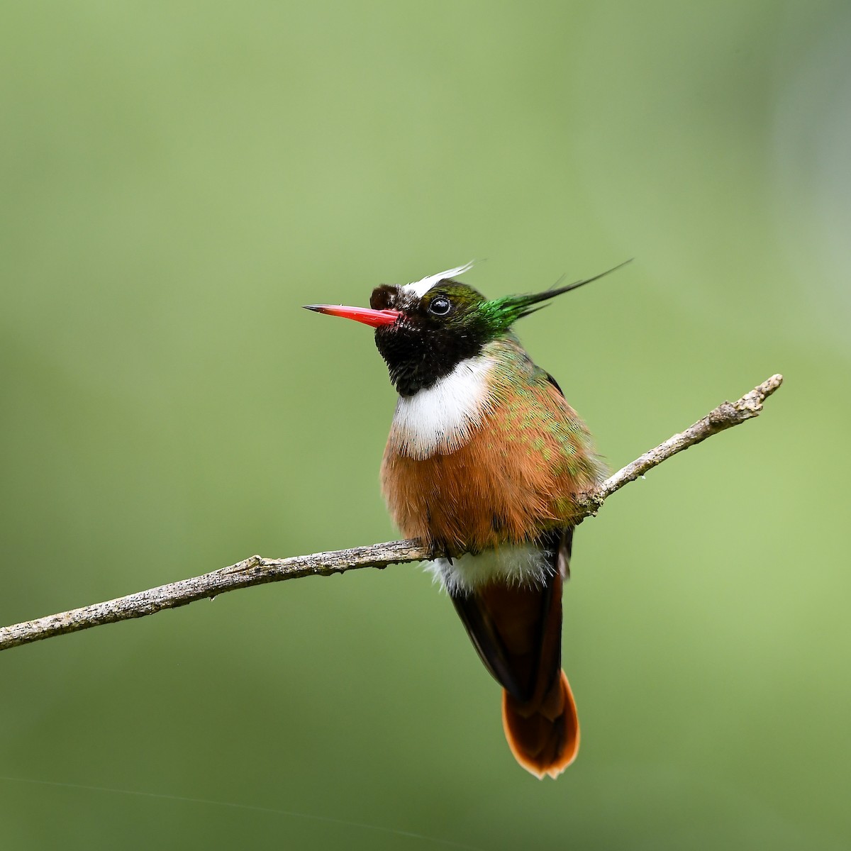 White-crested Coquette - ML642795624