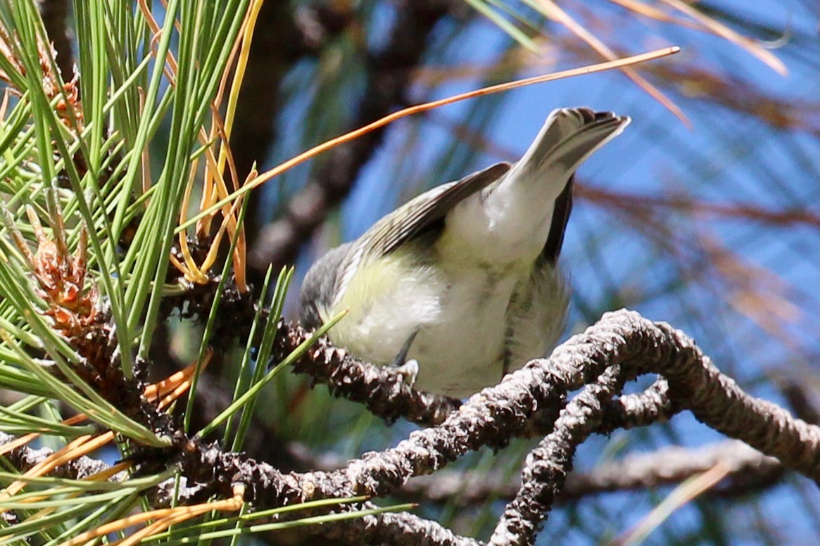 Cassin's Vireo - ML642795640