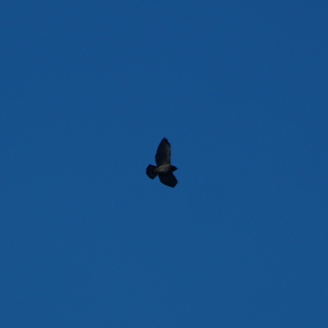 Short-tailed Hawk - ML642795648