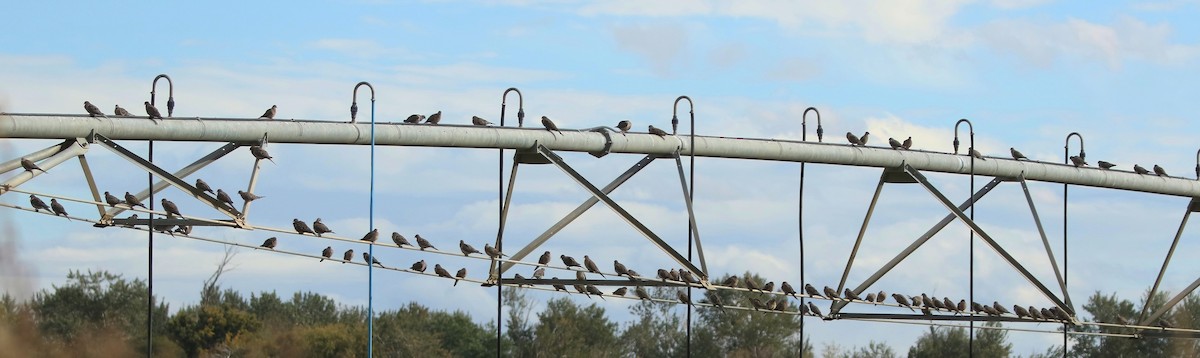 Mourning Dove - ML642795649