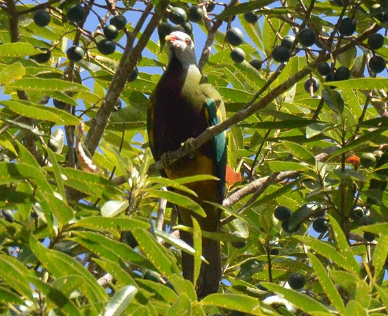 Wompoo Fruit-Dove - ML642795654