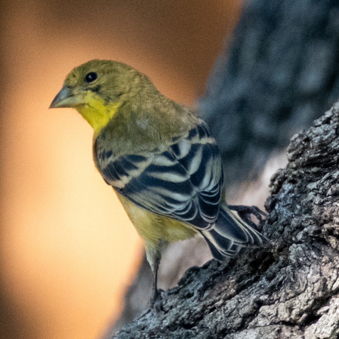 Lesser Goldfinch - ML642795656