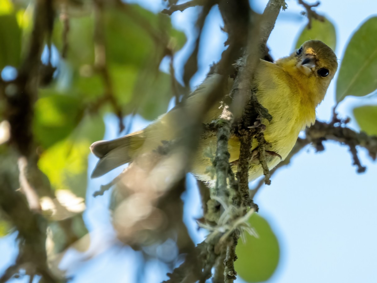 Lesser Goldfinch - ML642795657