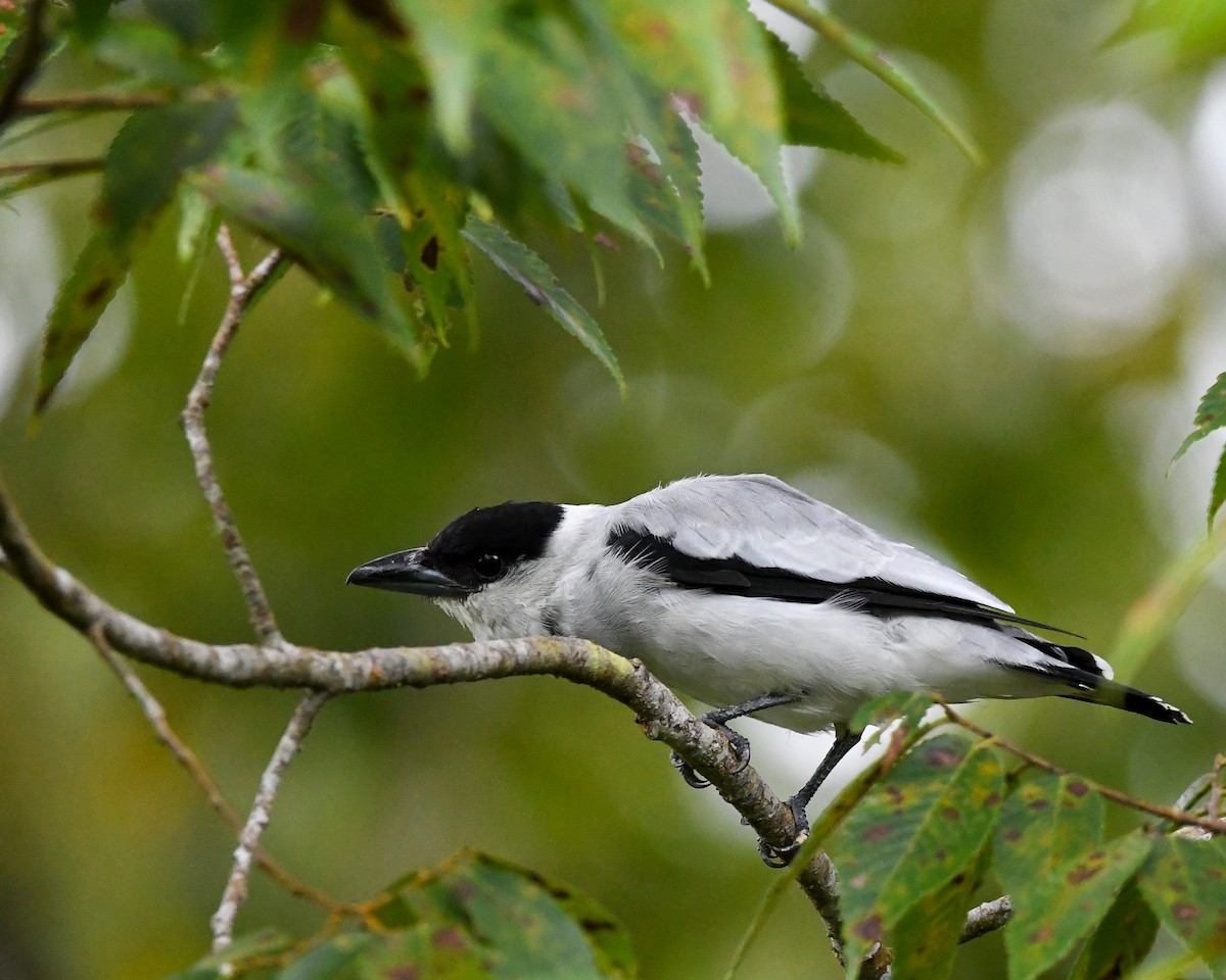 Black-crowned Tityra - ML642795658