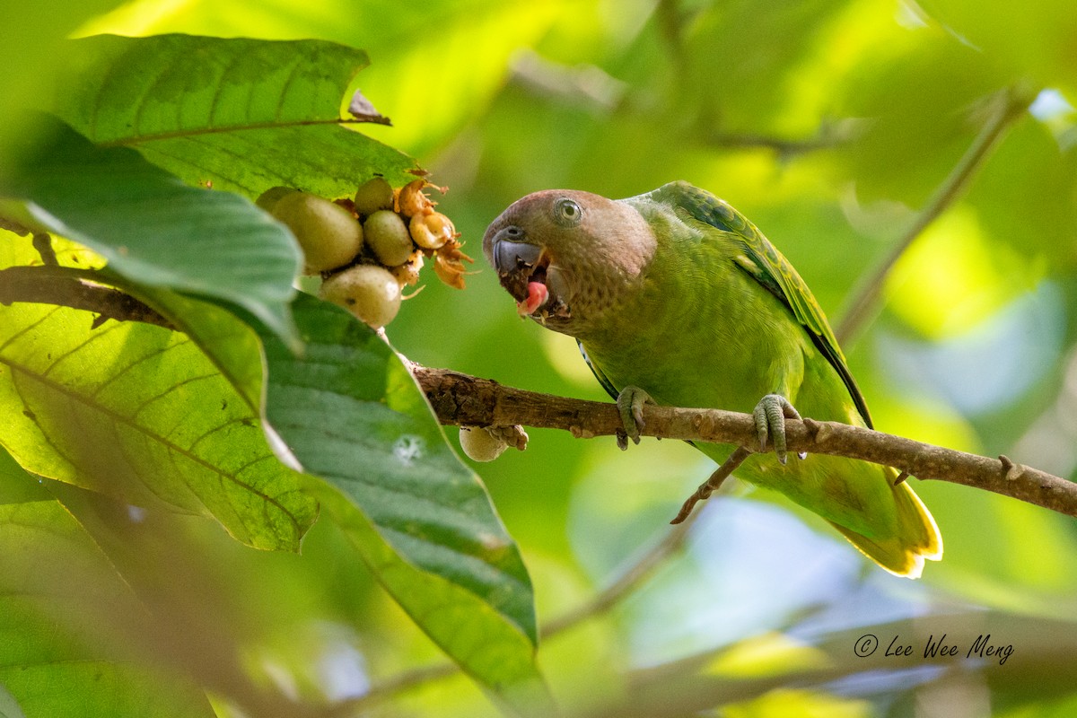 alexandr krátkoocasý - ML642795660