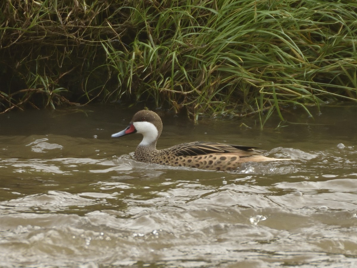 White-cheeked Pintail - ML642795661