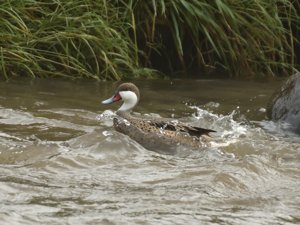 White-cheeked Pintail - ML642795662
