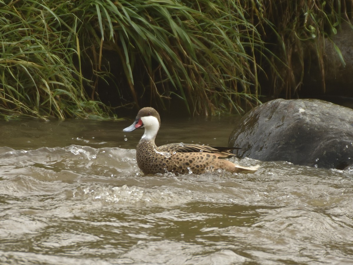 White-cheeked Pintail - ML642795663