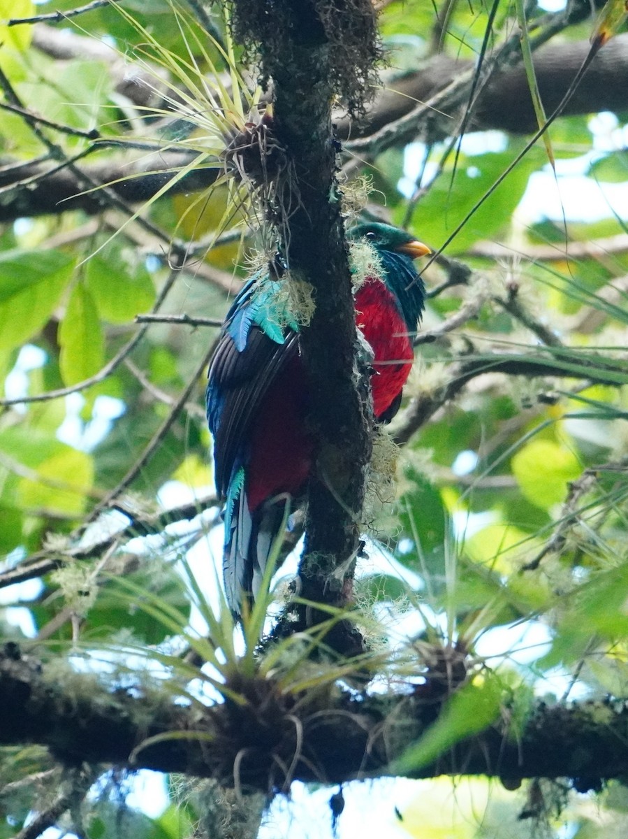 White-tipped Quetzal - ML642795665