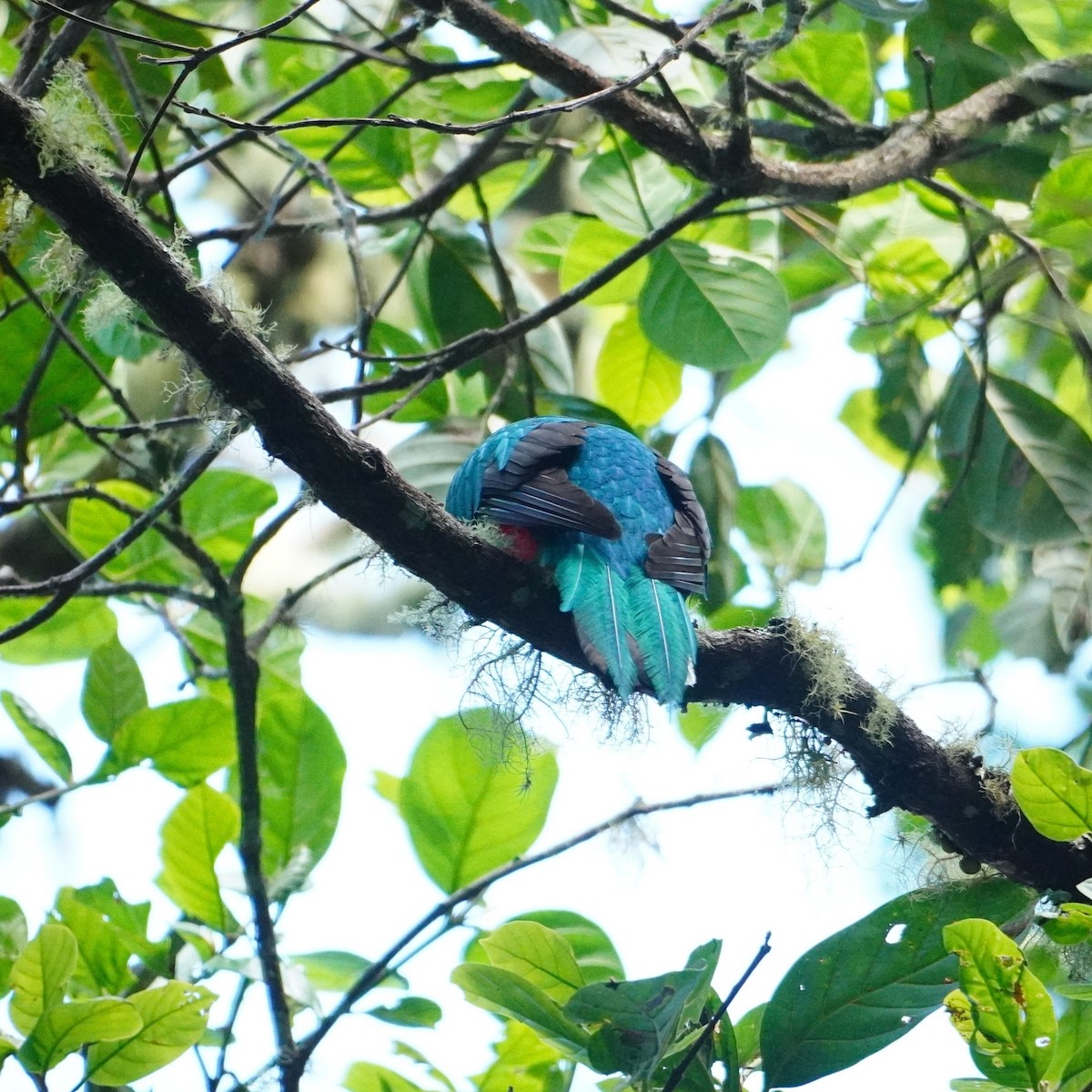 White-tipped Quetzal - ML642795666