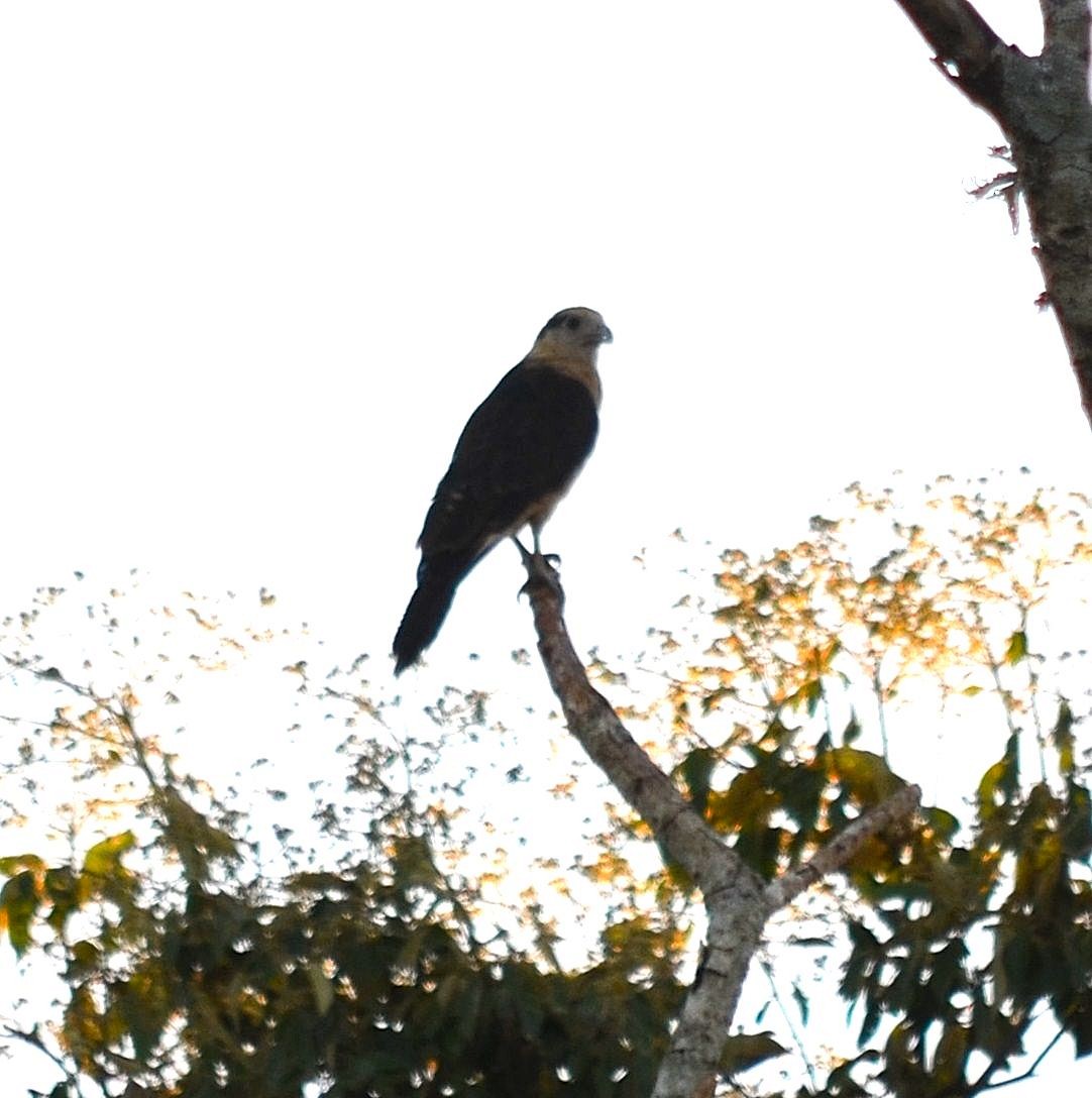 Yellow-headed Caracara - ML642795668