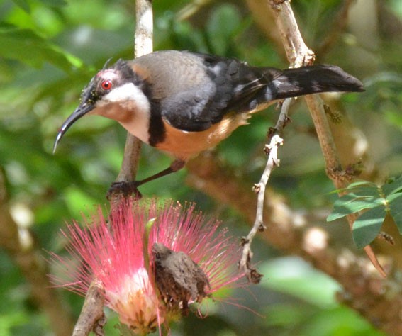 Eastern Spinebill - ML642795675