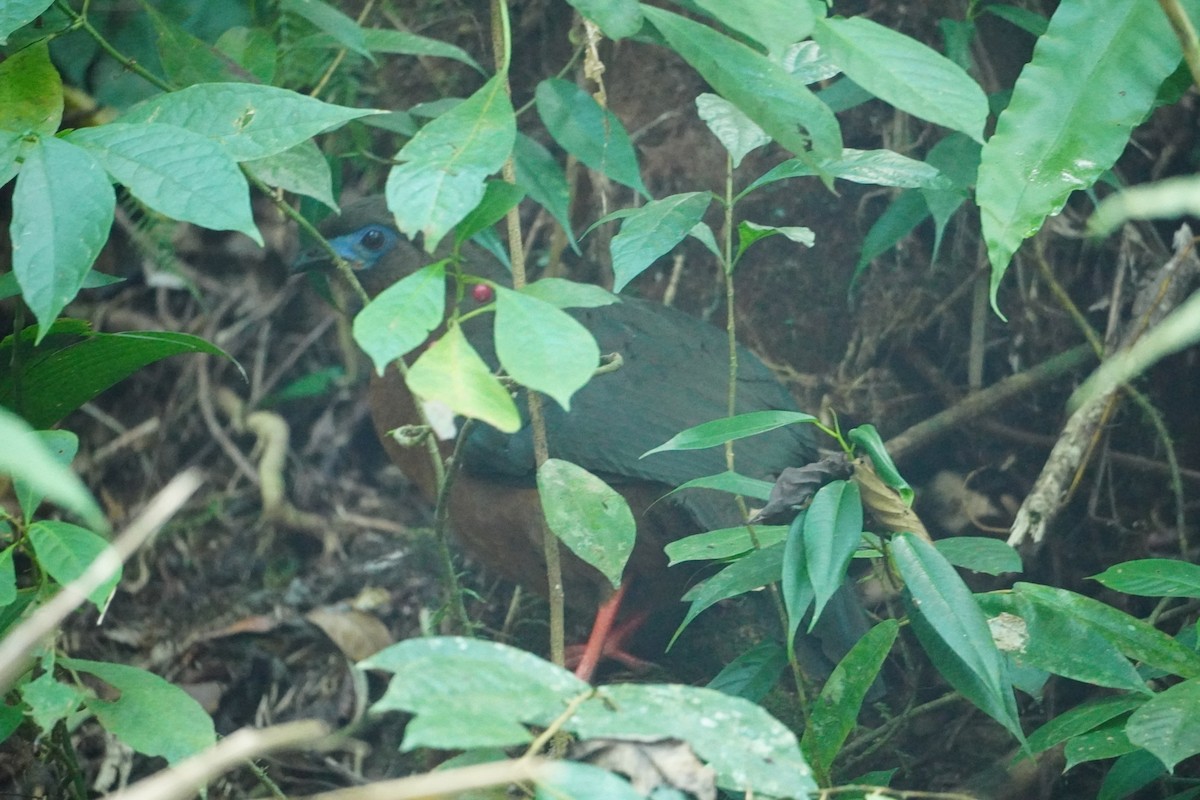 Sickle-winged Guan - ML642795680
