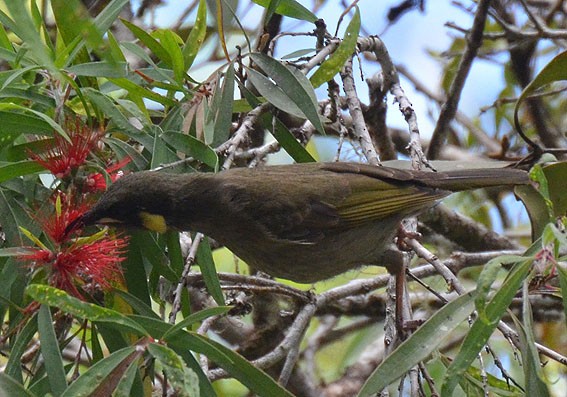 Lewin's Honeyeater - ML642795686