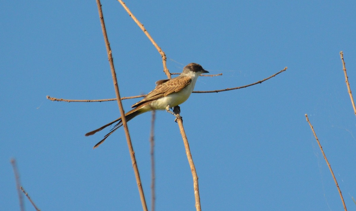 Gabelschwanz-Königstyrann - ML642795690