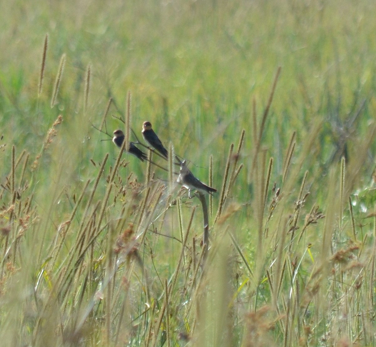 Southern Rough-winged Swallow - ML642795692