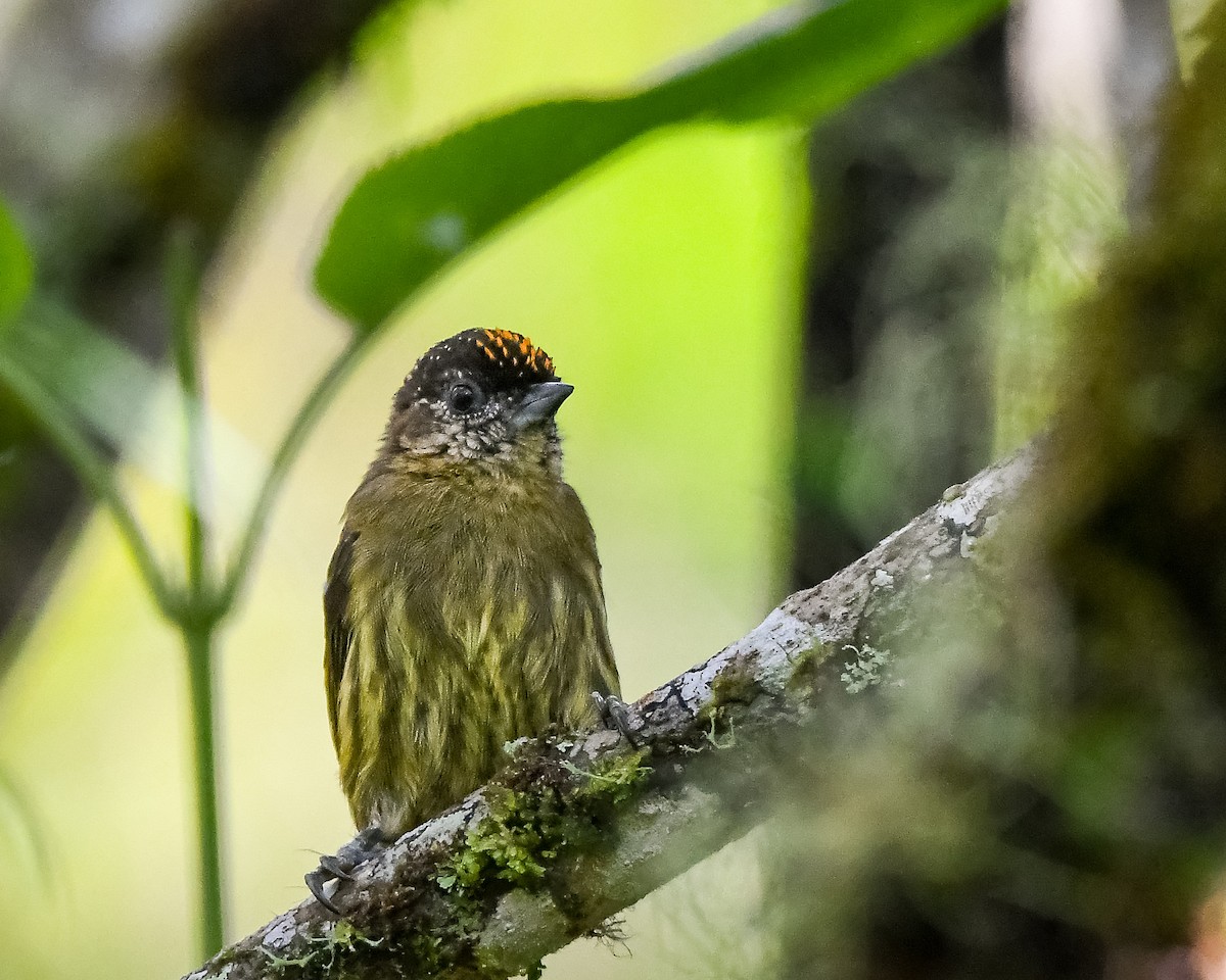 Olivaceous Piculet - ML642795694