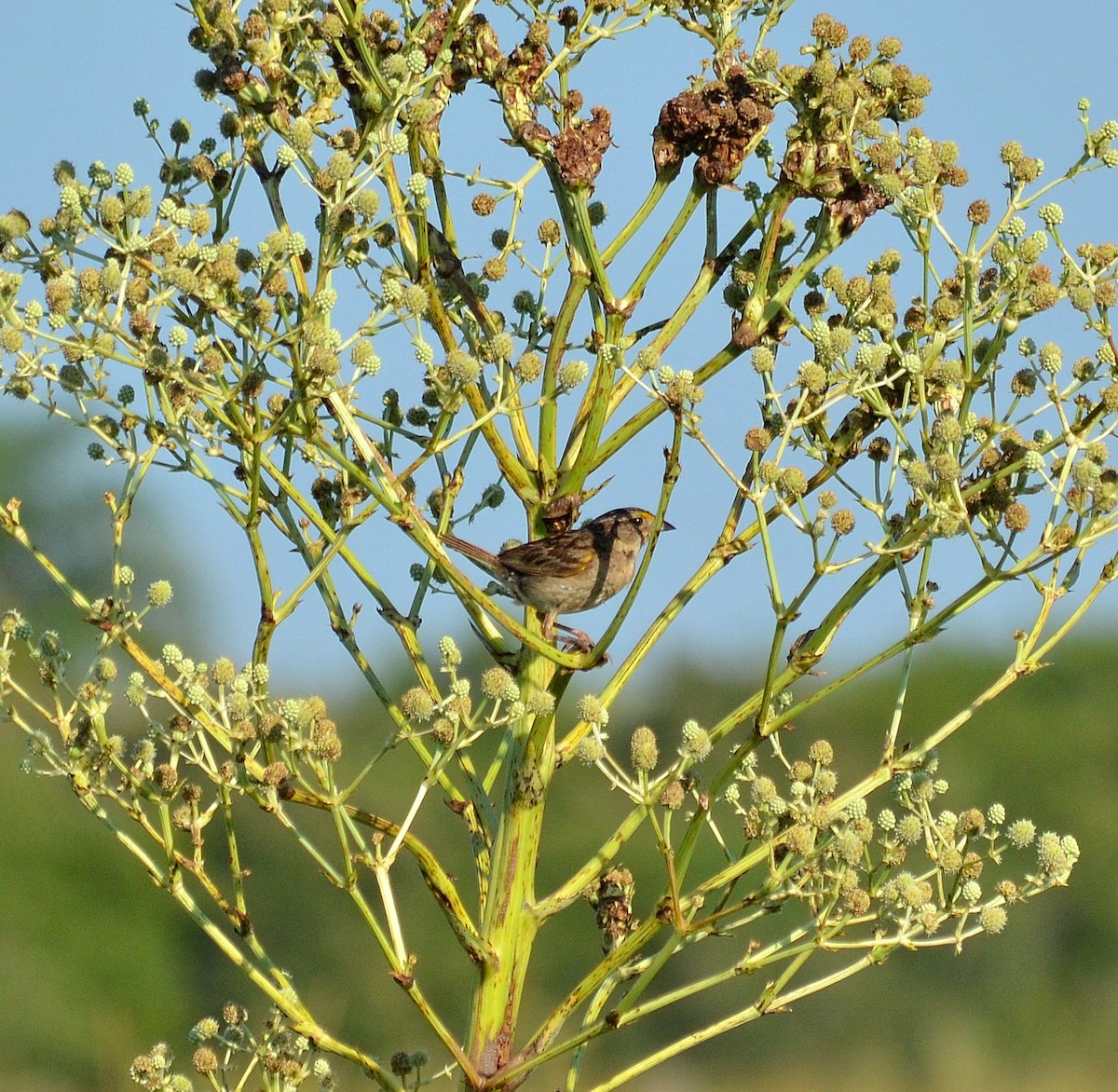 Grassland Sparrow - ML642795695