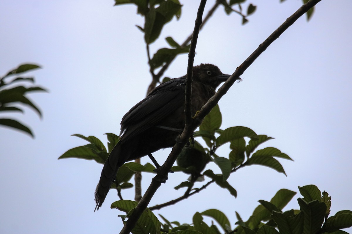Great-tailed Grackle - ML642795702