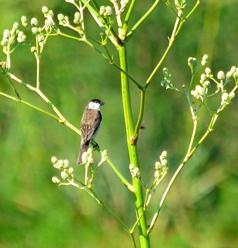 Pearly-bellied Seedeater - ML642795706