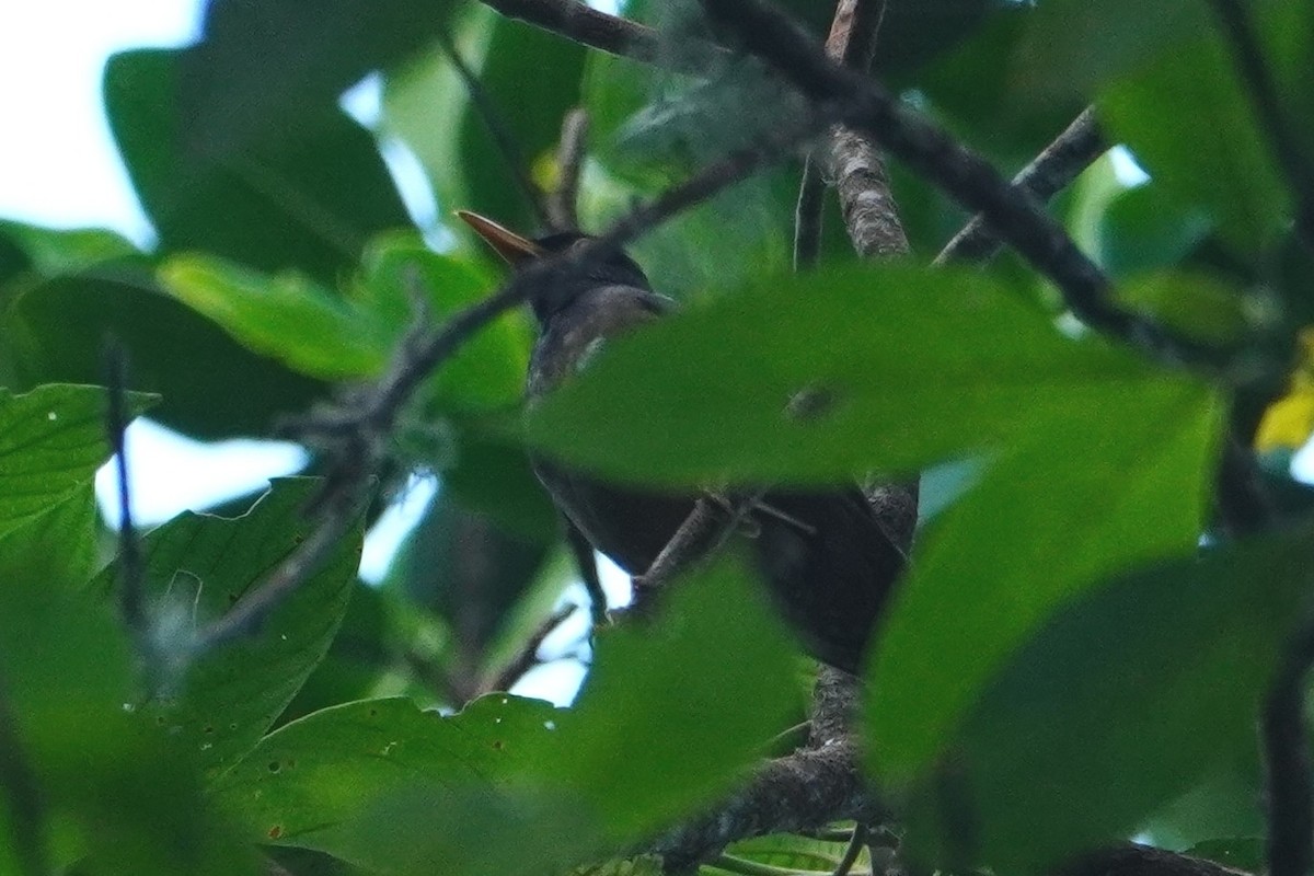 Black-hooded Thrush - ML642795711