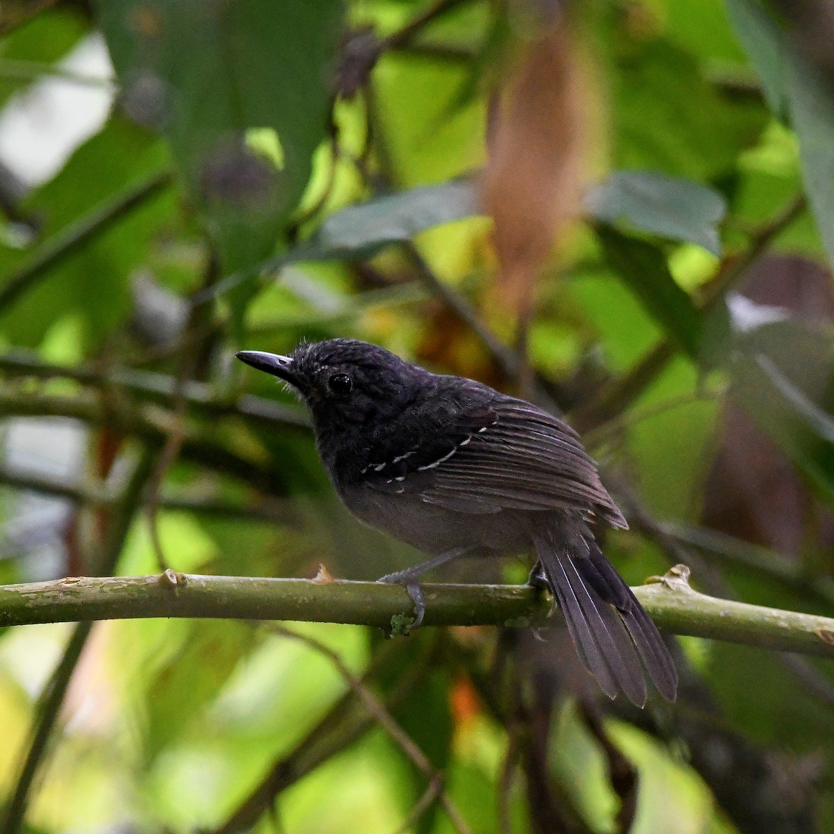 Grisin sombre - ML642795716