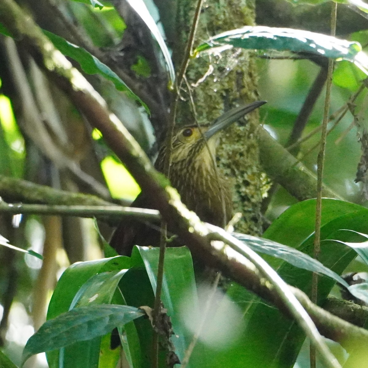 Strong-billed Woodcreeper - ML642795718
