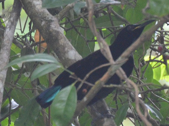 Victoria's Riflebird - ML642795721
