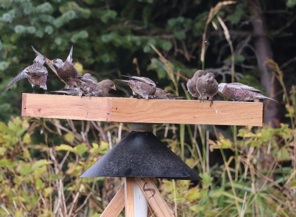 Gray-crowned Rosy-Finch (Aleutian and Kodiak Is.) - ML642795731
