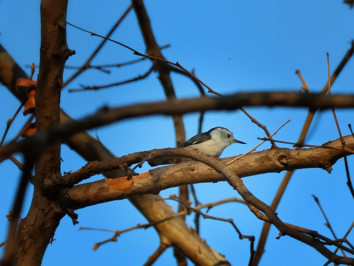 White-breasted Nuthatch - ML642795733
