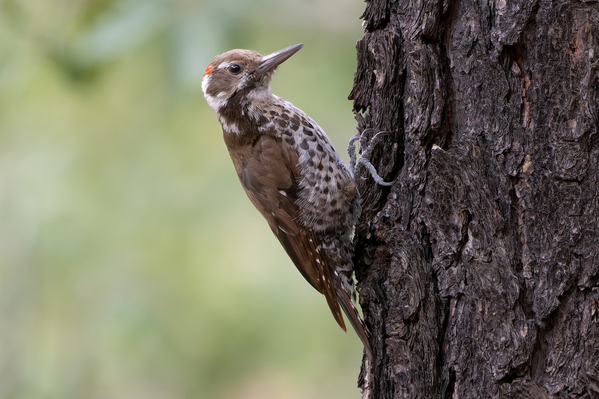 Arizona Woodpecker - ML642795736