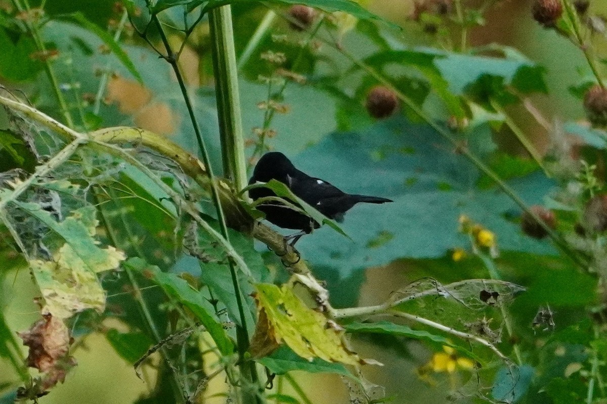 Thick-billed Seed-Finch - ML642795740