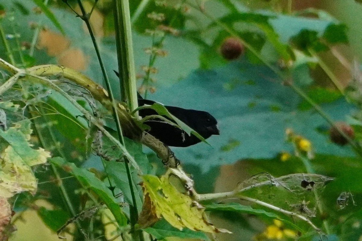 Thick-billed Seed-Finch - ML642795741