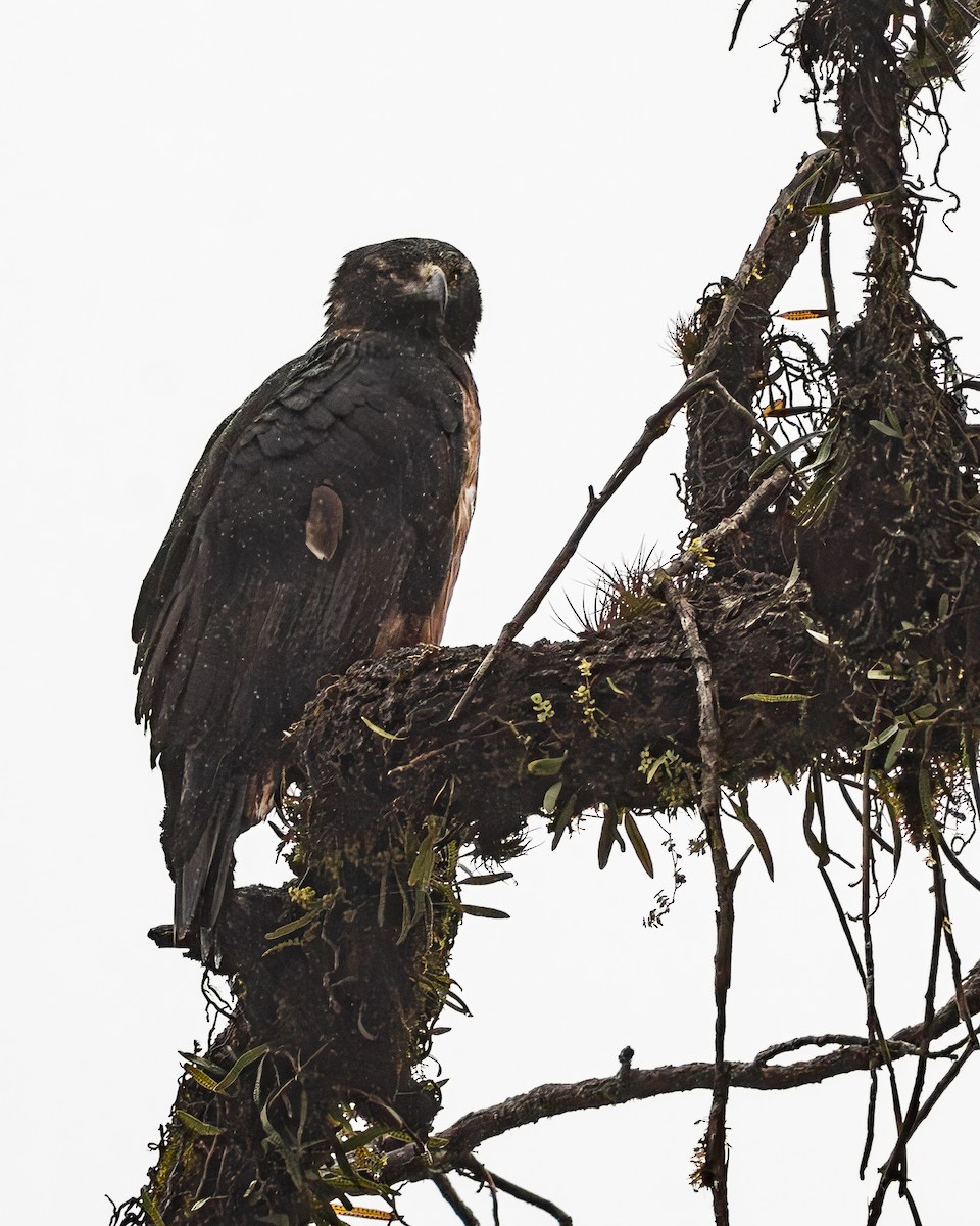 Black-and-chestnut Eagle - ML642795760