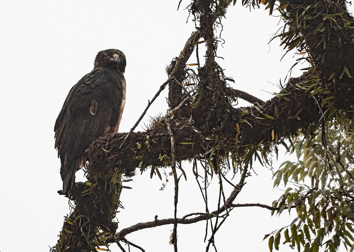 Black-and-chestnut Eagle - ML642795761