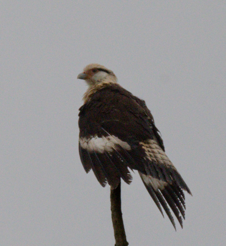 Yellow-headed Caracara - ML642795775