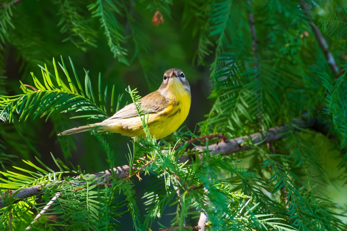 Prairie Warbler - ML642795777