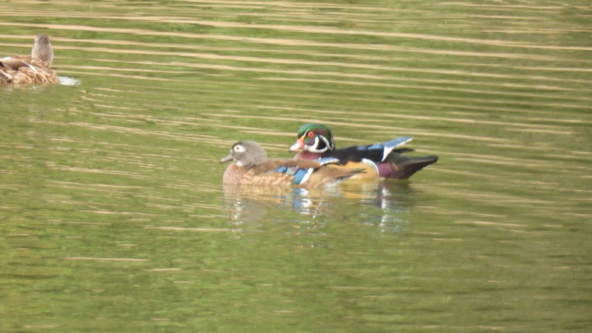 Wood Duck - ML642795790